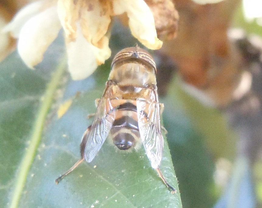 Eristalinus taeniops?